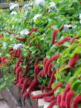 Trailing Chenille Plant, Strawberry Firetails, Red-Hot Cat's Tail, Kitten's Tail, Strawberry Firetails, Dwarf Chenille Plant, Acalypha pendula, A. herzogiana, A. repens, A. reptans